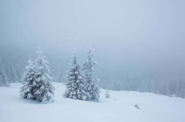 Soğuk bir günde donmuş beyaz çim yaprakları. Karpat Dağı, Ukrayna, Avrupa. Alp kayak merkezi. Egzotik kış manzarası. İnanılmaz bir kış duvar kâğıdı. Mutlu yıllar! Dünyanın güzelliğini keşfedin.