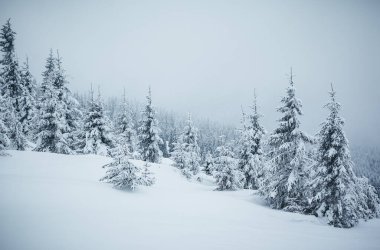Kasvetli bir günde donuk beyaz çim ağaçları. Karpat Dağı, Ukrayna, Avrupa. Alp kayak merkezi. Muhteşem kış manzarası. Muhteşem kış duvar kâğıdı. Mutlu yıllar! Dünyanın güzelliğini keşfedin.