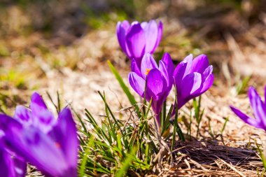 Bahar çayır üzerinde mor Çiğdem çiçek.