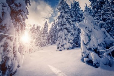 muhteşem kış manzarası