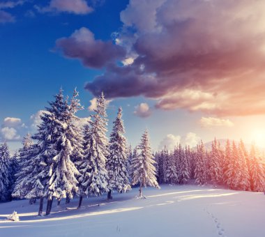 güzel kış ağaçlar