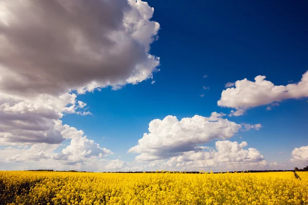 Gele bloemen en blauwe lucht — Stockfoto