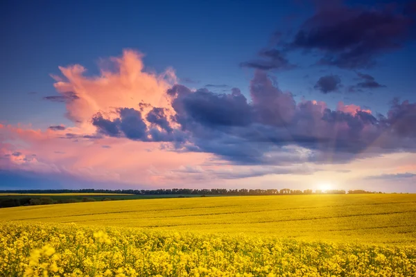 Fältet på den dramatiska mulen himmel. — Stockfoto