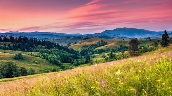 Güzel çiçek açan hills alacakaranlıkta — Stok fotoğraf