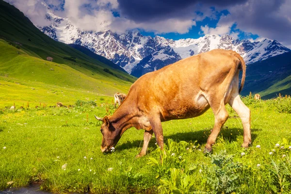 Op een alpine weide grazende koeien — Stockfoto