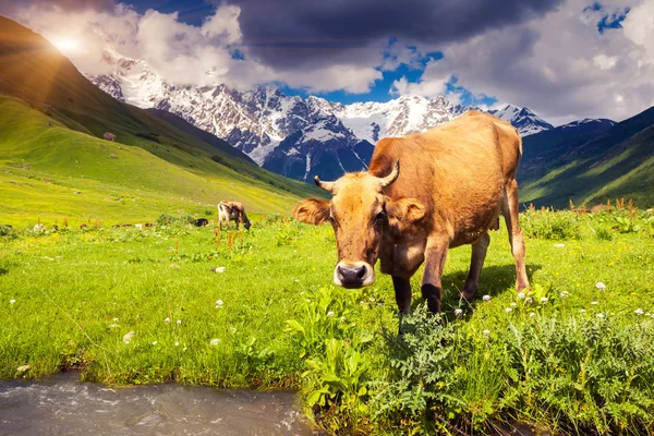 Op een alpine weide grazende koeien — Stockfoto