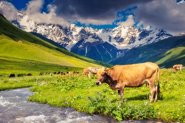 Op een alpine weide grazende koeien — Stockfoto