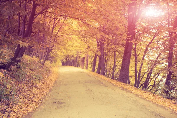 Route asphaltée en forêt . — Photo