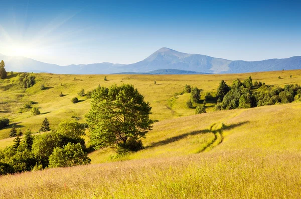 Fantastiche colline gialle — Foto Stock