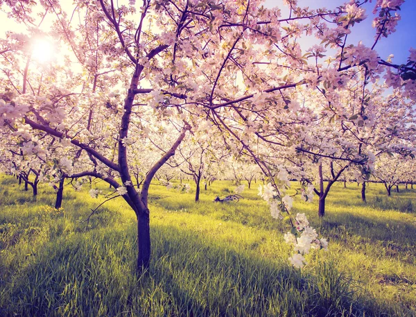 Pomar de maçã florescente — Fotografia de Stock