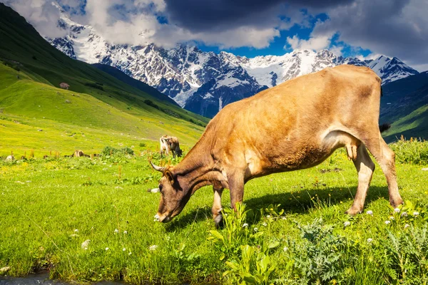 Koe op een alpine weide grazen — Stockfoto