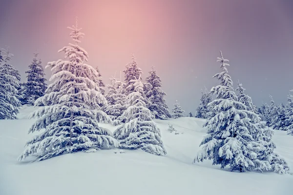 Úžasné večerní Zimní krajina. — Stock fotografie
