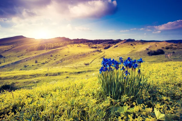 Flores mágicas na paisagem de montanha — Fotografia de Stock