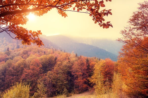 Sonbahar ağaçları ile görkemli manzara — Stok fotoğraf