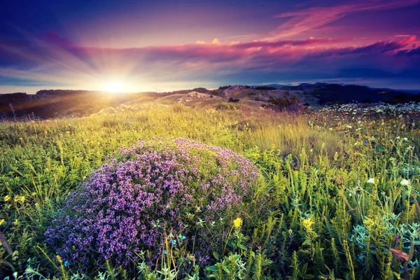 Fleurs magiques dans le paysage de montagne — Photo