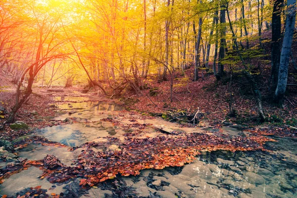 Forêt d'automne colorée — Photo