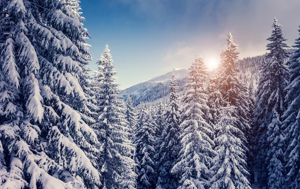 Verbazingwekkende winterlandschap — Stockfoto