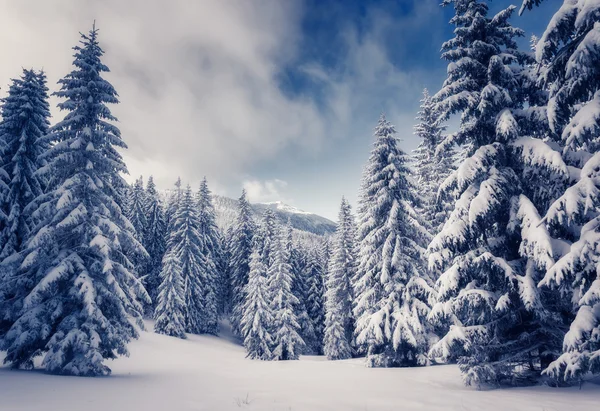 令人惊叹的冬季风景 — 图库照片