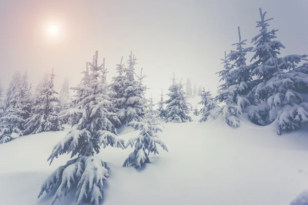 Amazing winter landscape — Stock Photo, Image
