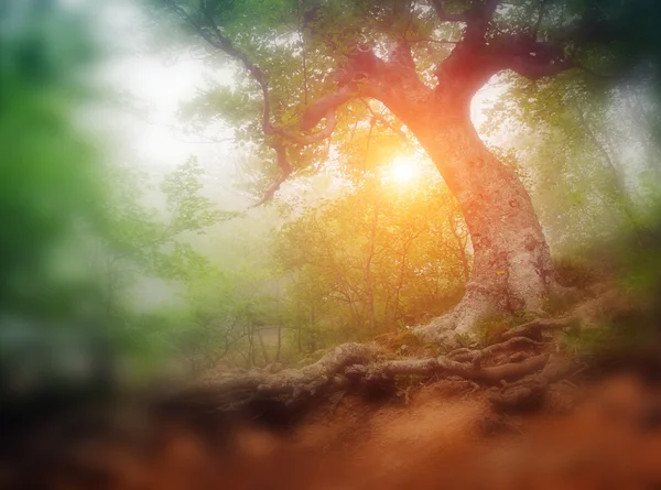 Majestueuze bos met zonnige balken. — Stockfoto