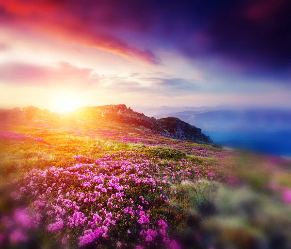 Magic pink rhododendron flowers — Stock Photo, Image