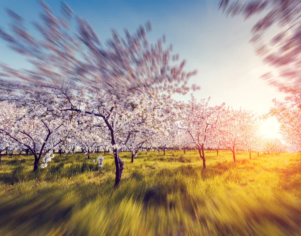 Frutteto di mele in primavera — Foto Stock