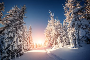 güneş ışığı tarafından parlayan kış manzarası
