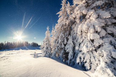 güneş ışığı tarafından parlayan kış manzarası