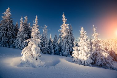 güneş ışığı tarafından parlayan kış manzarası