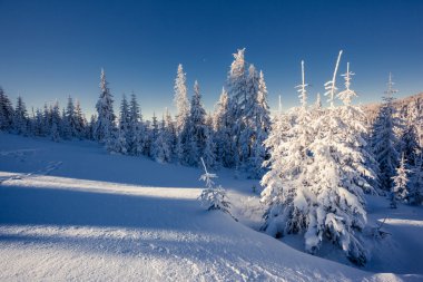 güneş ışığı tarafından parlayan kış manzarası