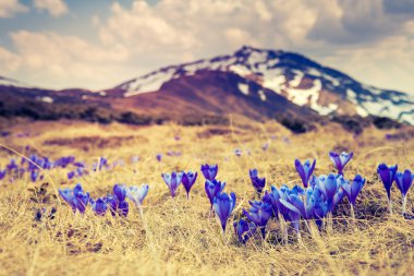 View of the first spring flowers