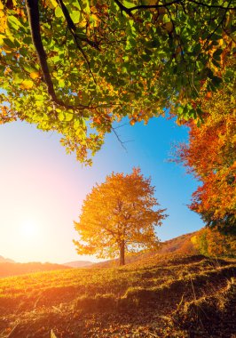 Majestic birch trees