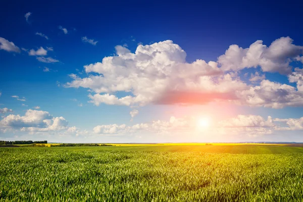 Flores amarelas e céu azul com nuvens . — Fotografia de Stock