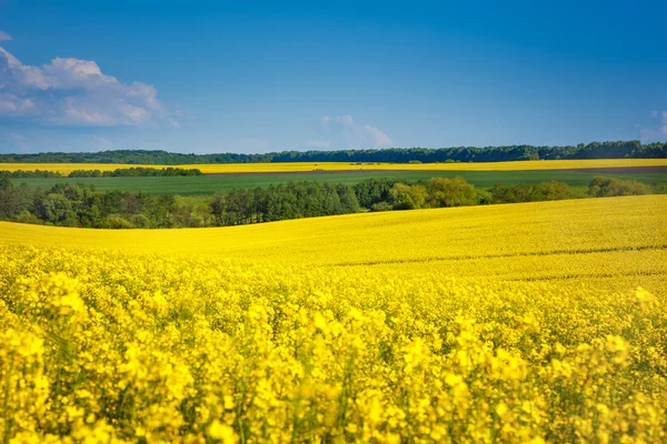 Gele bloemen en blauwe hemel met wolken. — Stockfoto