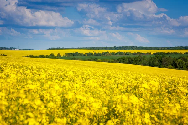 Gele bloemen en blauwe hemel met wolken. — Stockfoto