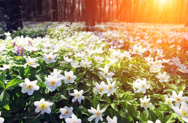Piękna wiosna kwiaty pole — Zdjęcie stockowe