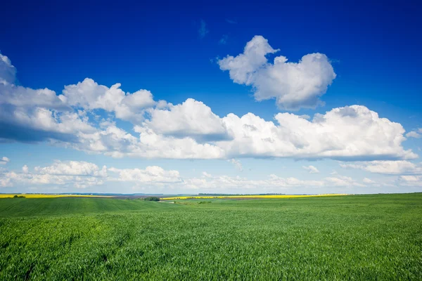 Sunny day in the field with white clouds. — Fotografia de Stock