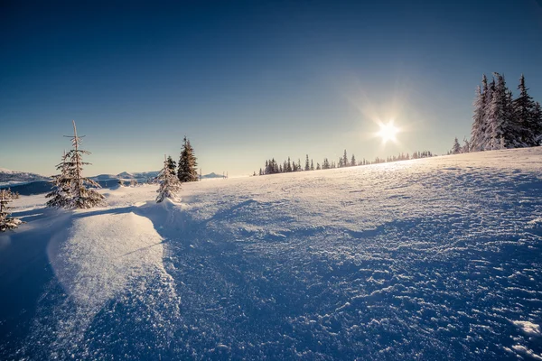 Majestic winter trees glowing by sunlight. — 图库照片