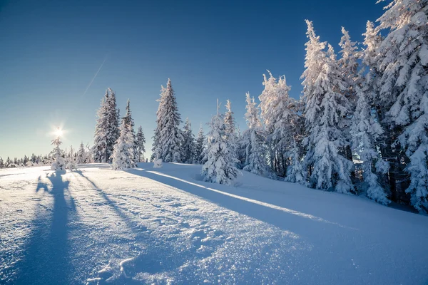 Arbres d'hiver incandescentes par la lumière du soleil. — Photo