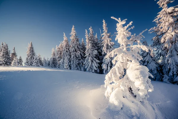 Majestoso inverno paisagem — Fotografia de Stock