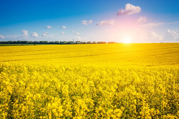 Yellow rapes flowers and blue sky — Foto de Stock