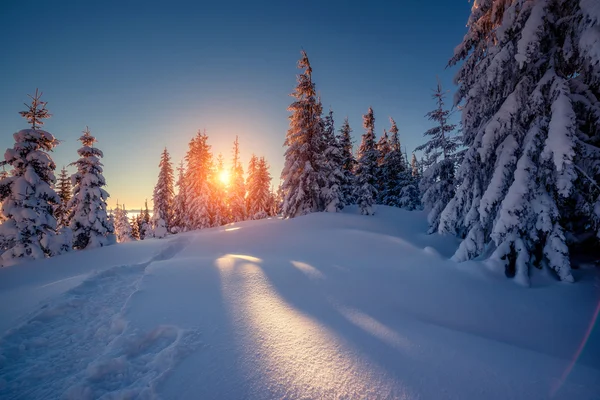 Vinterlandskap glödande av solljus — Stockfoto