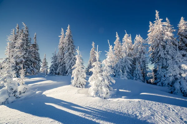 Paisagem de inverno que brilha pela luz solar — Fotografia de Stock