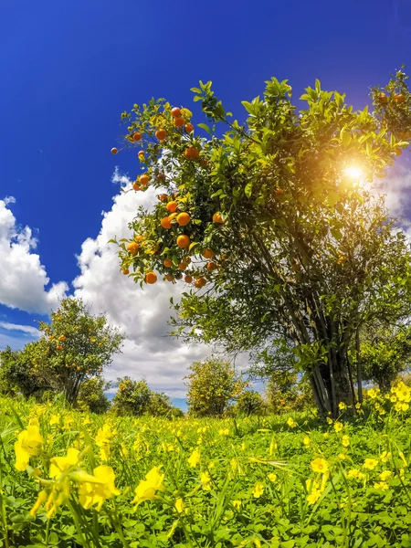 Апельсины сад с голубым небом. — стоковое фото