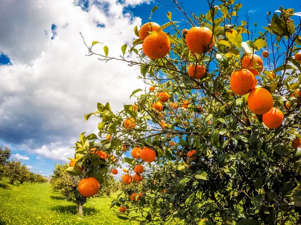 Oranges garden with blue sky. — Stock Fotó