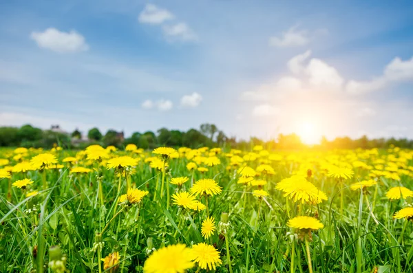 Fältet med färska gula maskrosor blommor — Stockfoto