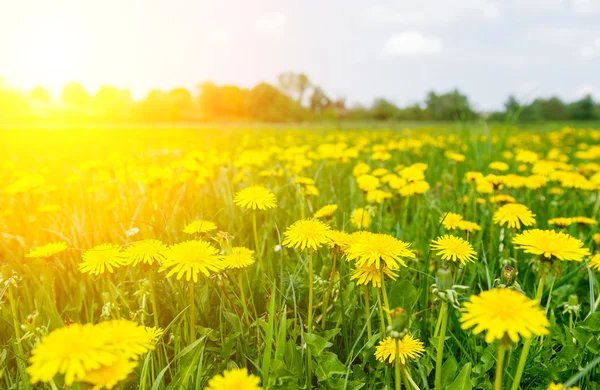 Feld mit frischen gelben Löwenzahn-Blüten — Stockfoto