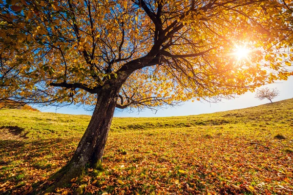 Majestic alone birch tree — Stockfoto