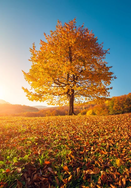 Majestic alone birch tree — Stockfoto