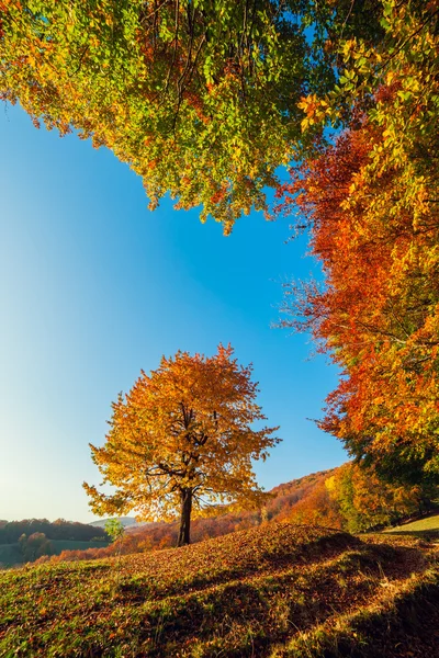 Majestic birch trees on a hill slope — 스톡 사진